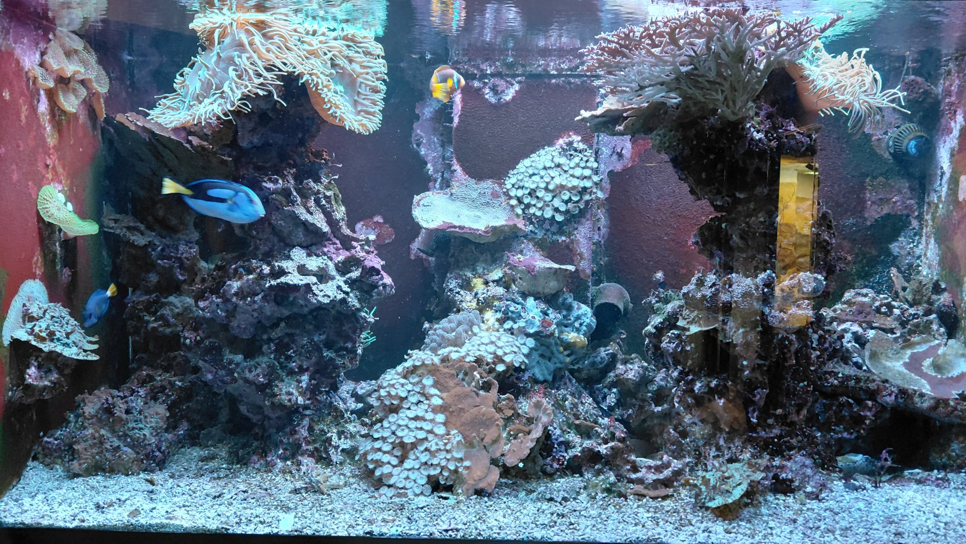 Saltwater tank - 1