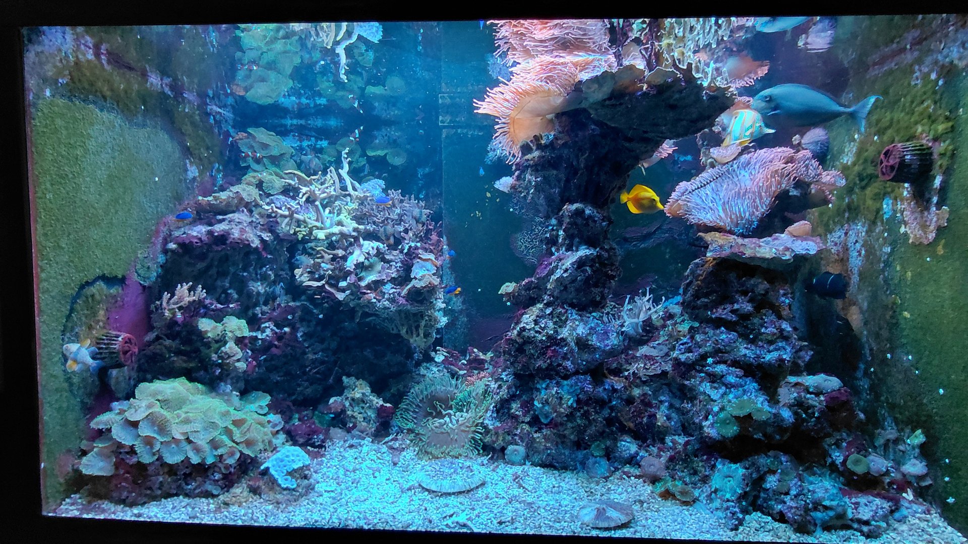 Saltwater tank - 2