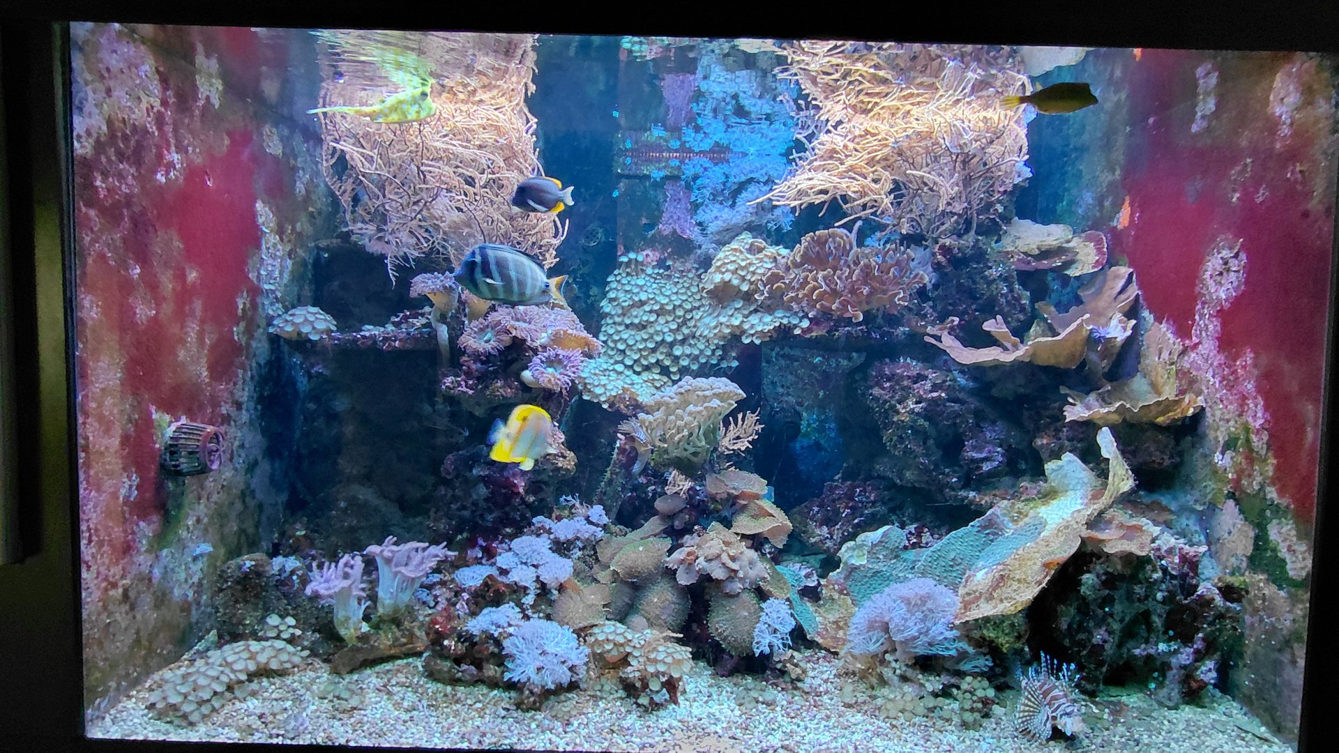 Saltwater tank - 3