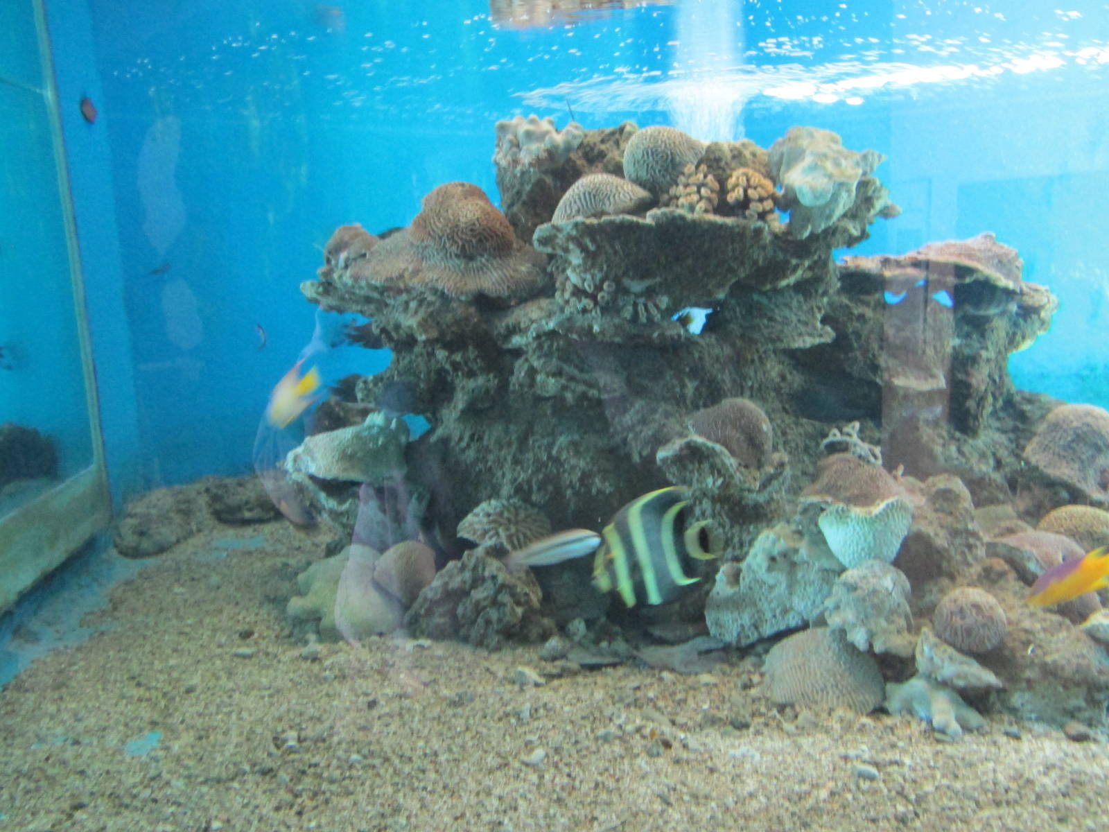 saltwater tank acuario nacional