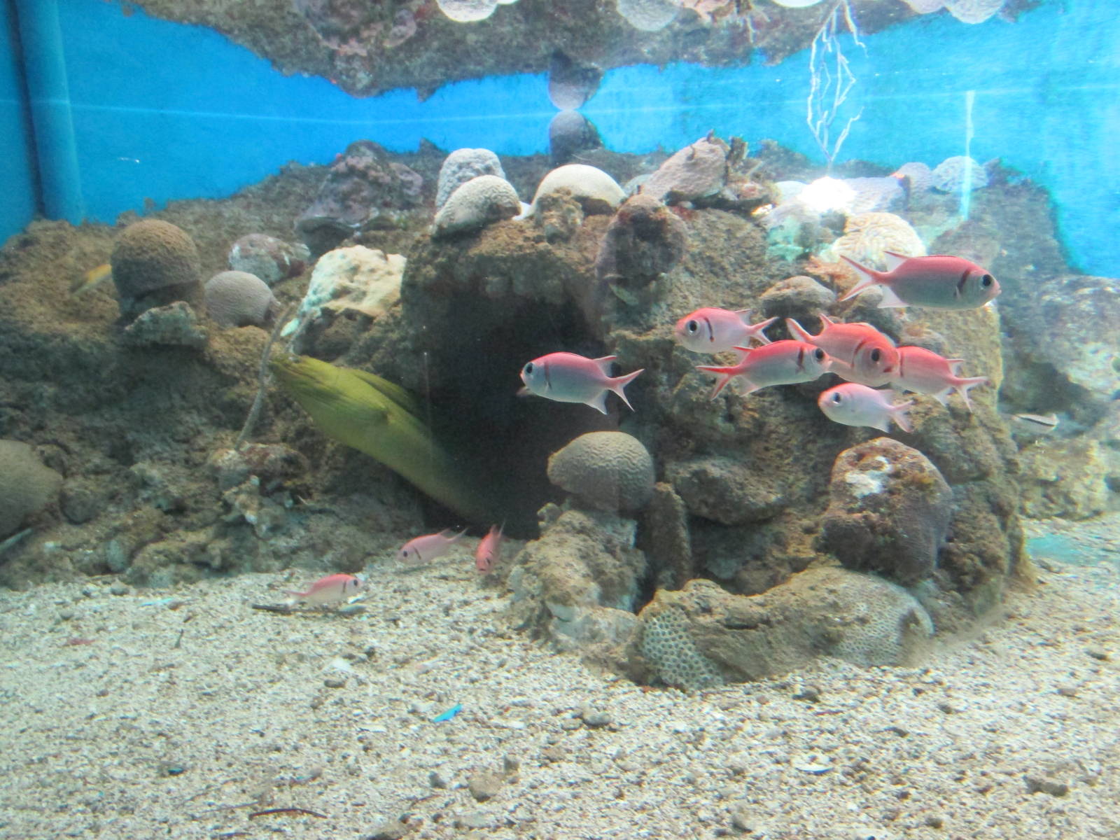 saltwater tank acuario nacional