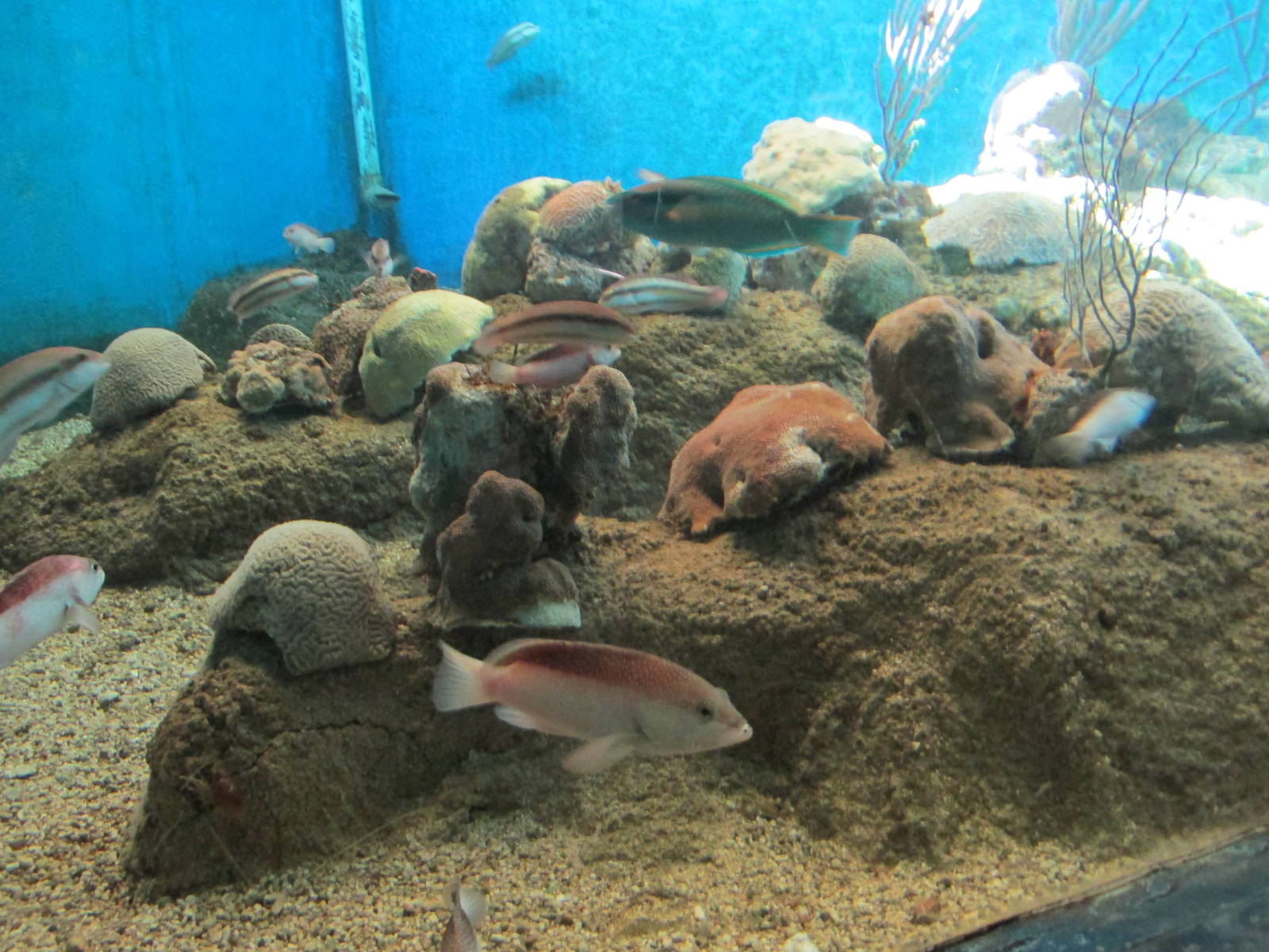 saltwater tank acuario nacional