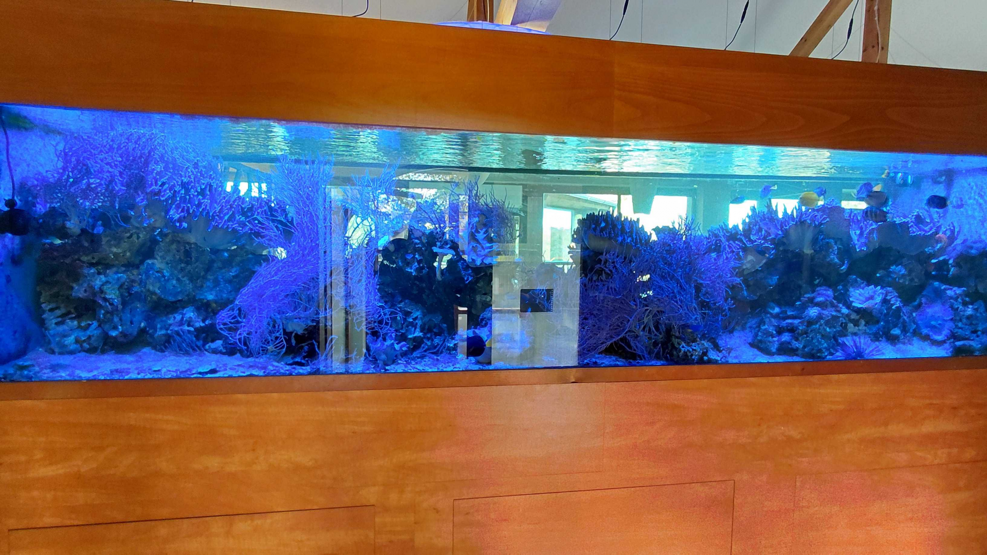 Saltwater tank at the restaurant