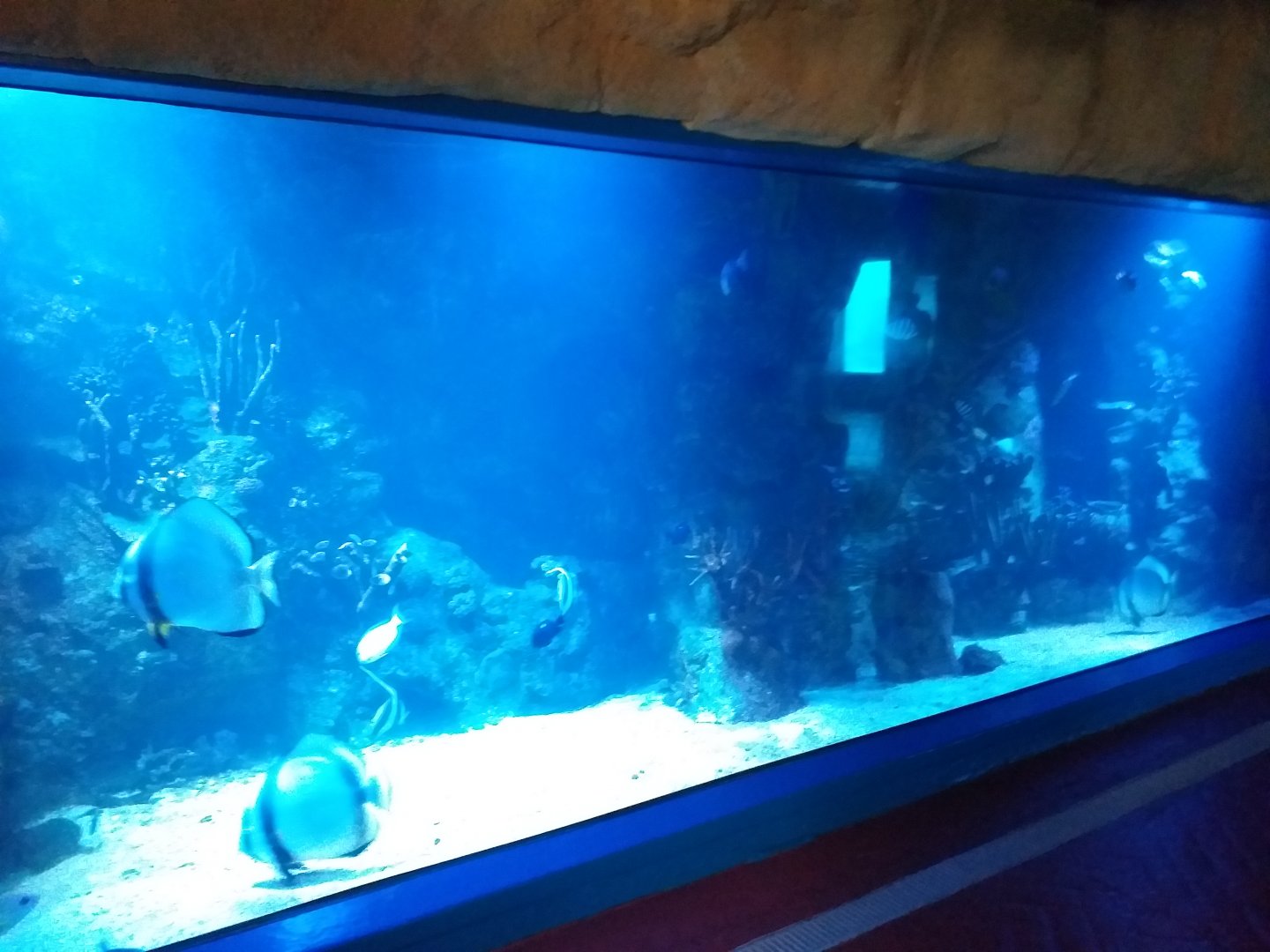 Saltwater tank -MundoMar Benidorm (2021)