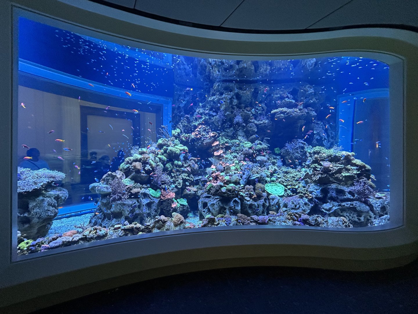 Saltwater Tank - Wonder of Water