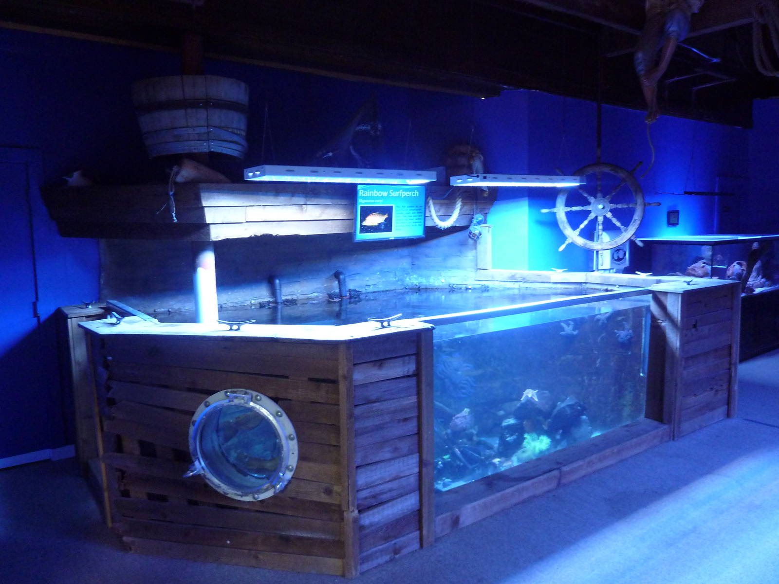 Saltwater Tank