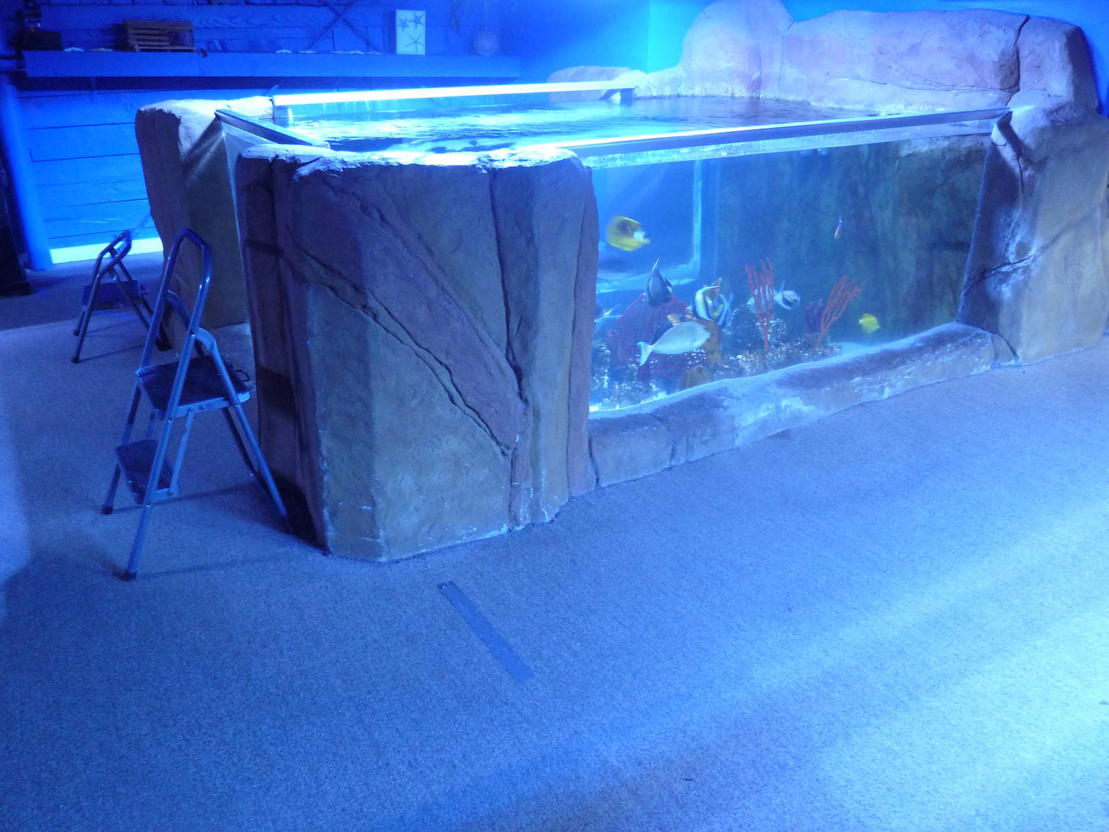 Saltwater Tank
