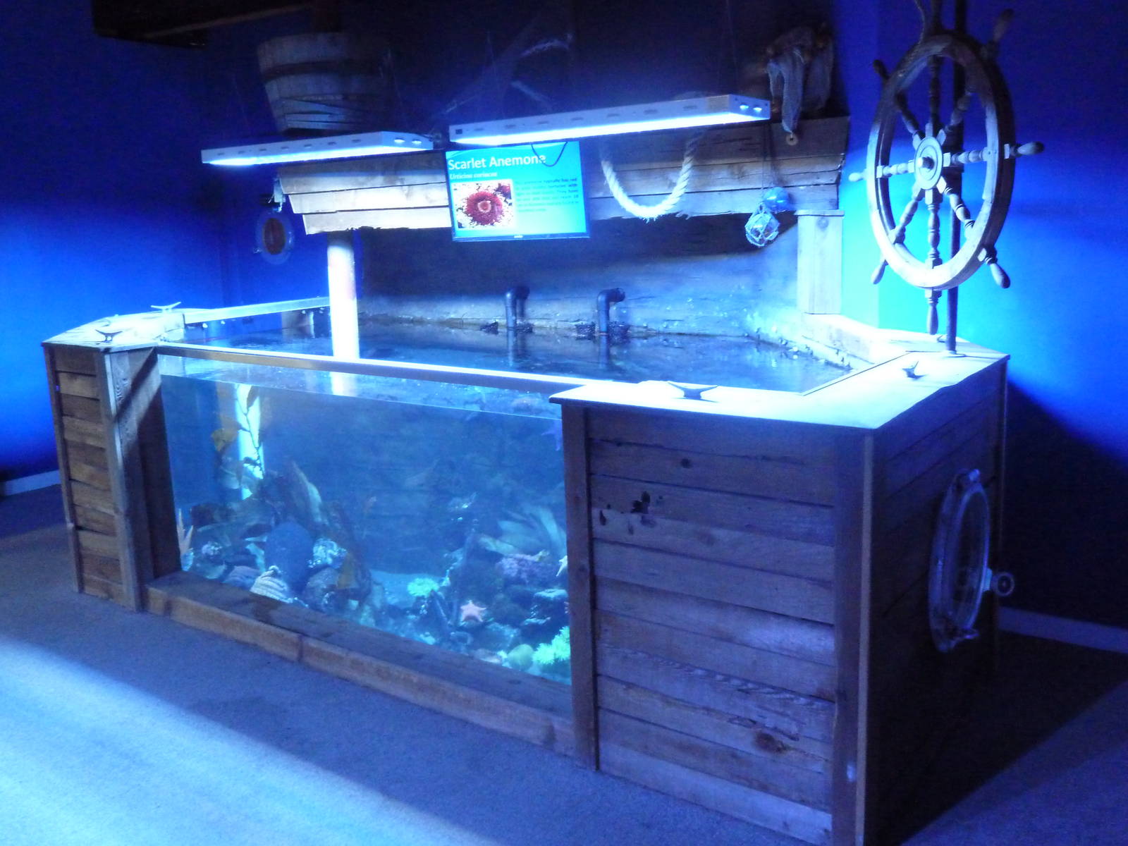 Saltwater Tank