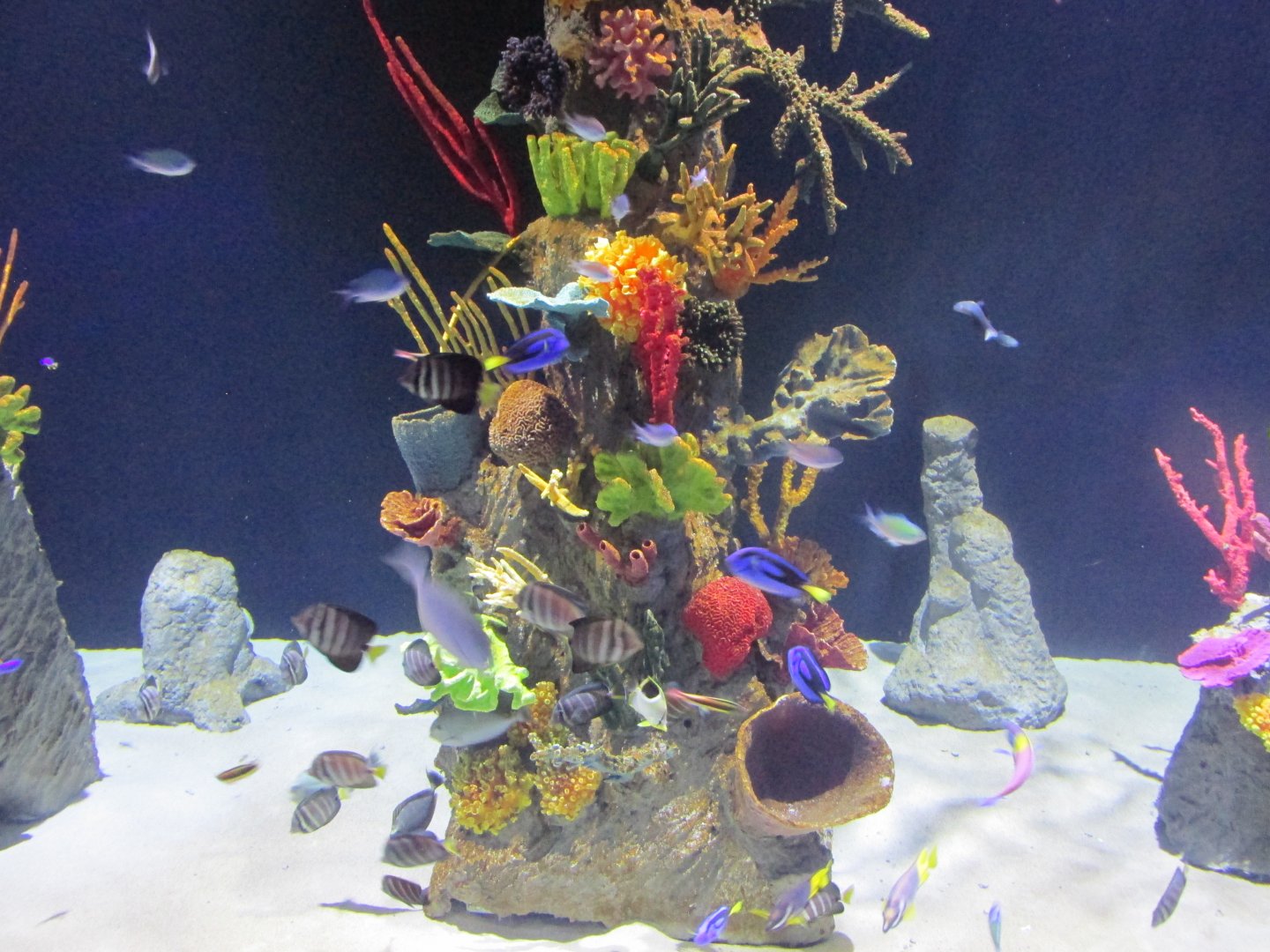 saltwater tank