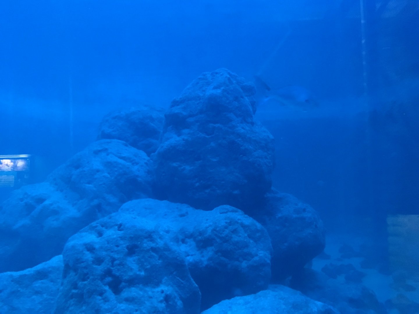 Saltwater Tank
