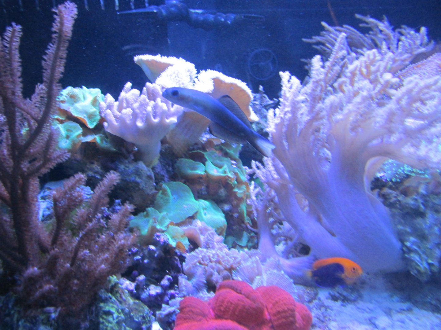 saltwater tank