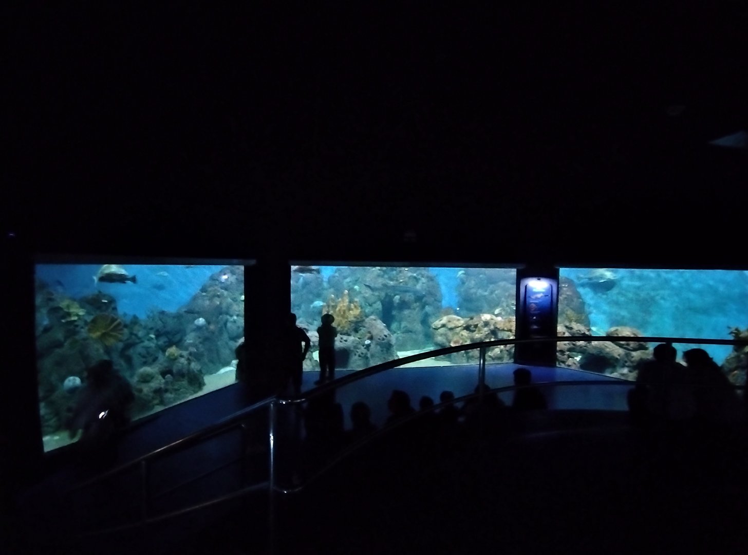 Saltwater tanks - Temaiken