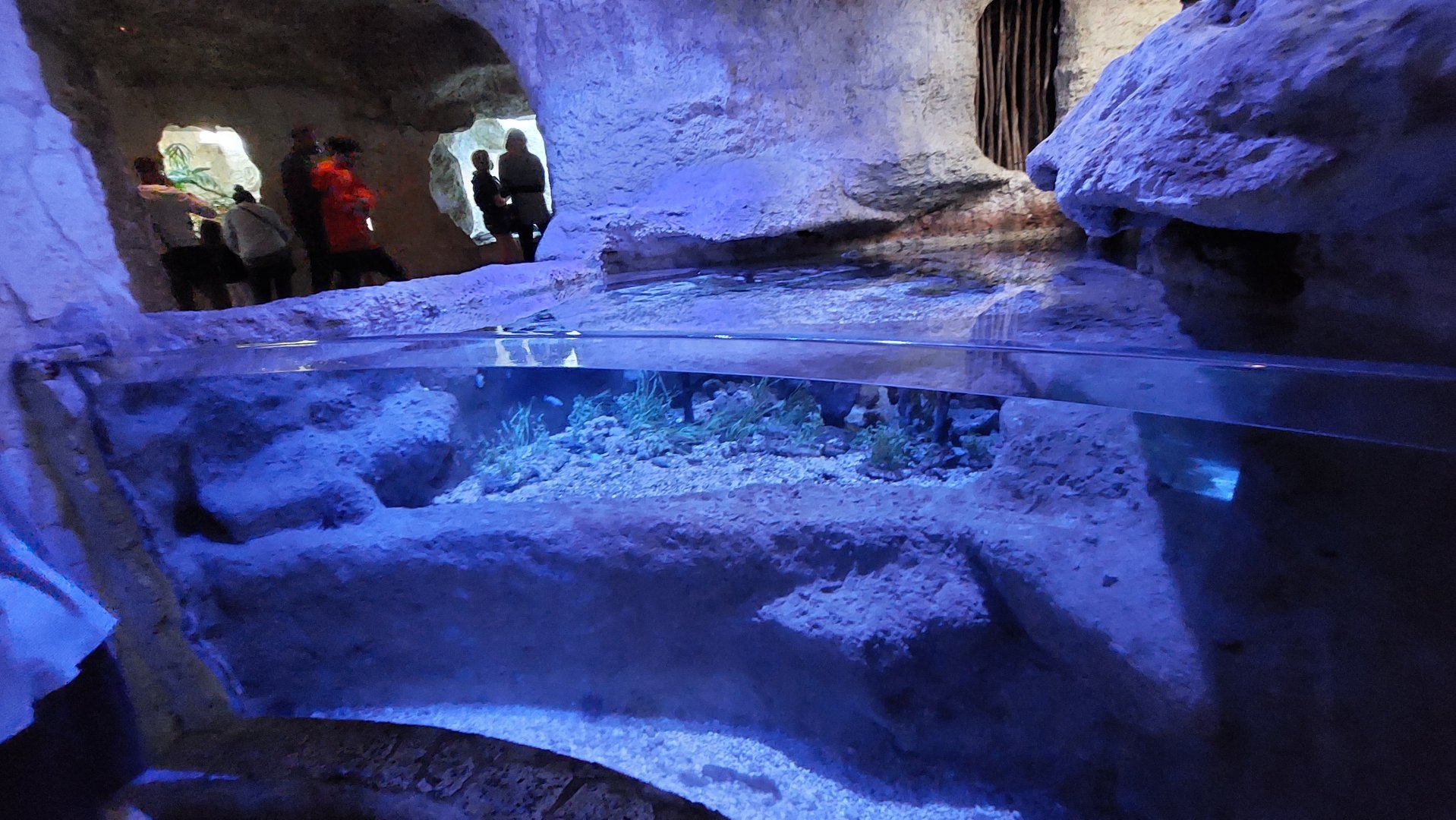 Saltwater Wonders Horseshoe Crab and Lobster tank