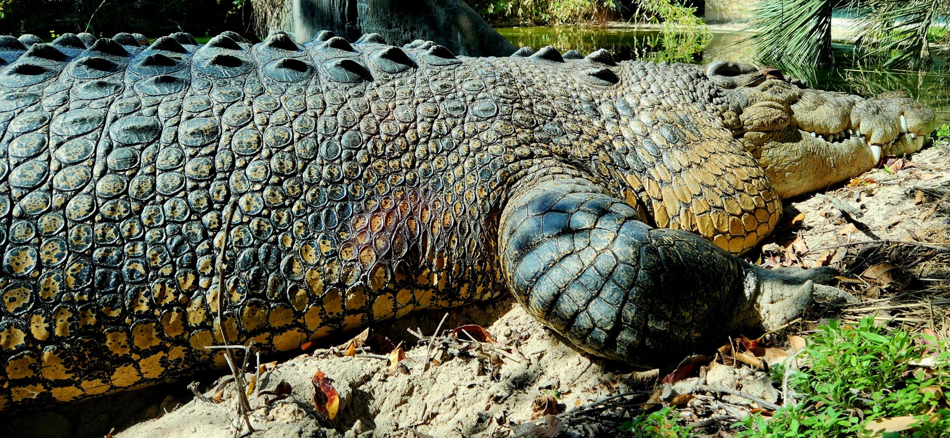 "Salty", Male Saltwater Crocodile (Crocodylus porosus)