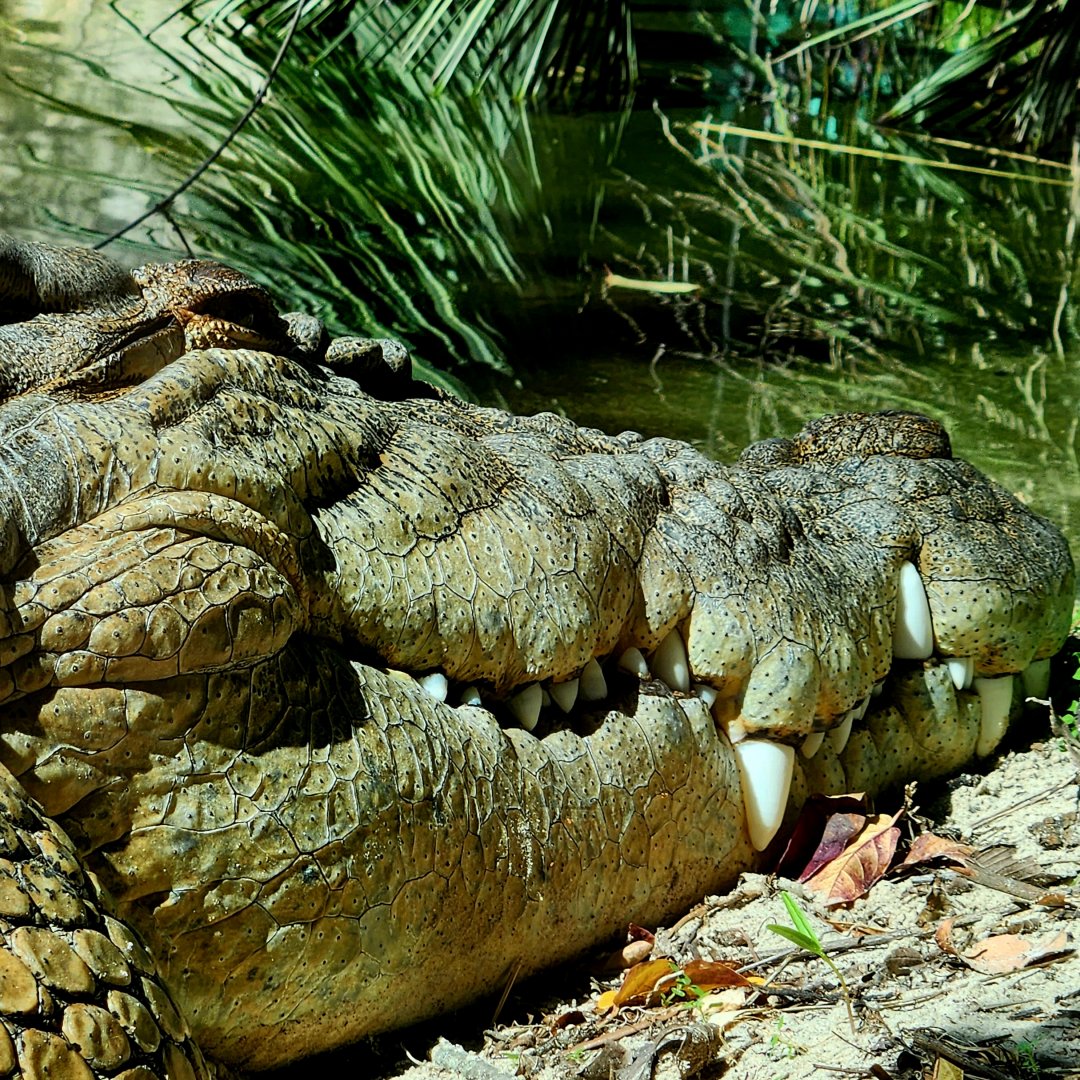 "Salty", Male Saltwater Crocodile (Crocodylus porosus)