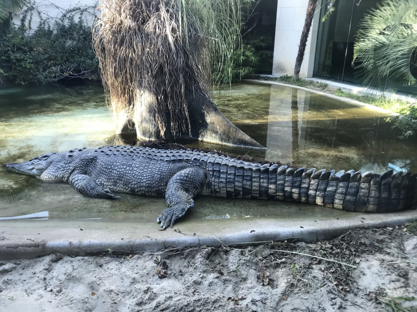 Salty the Saltwater Crocodile (Crocodylus porosus)