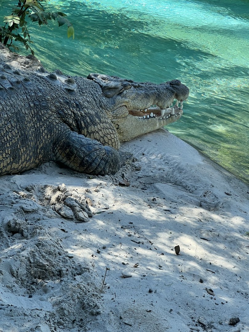 Salty’s Afternoon Nap 3