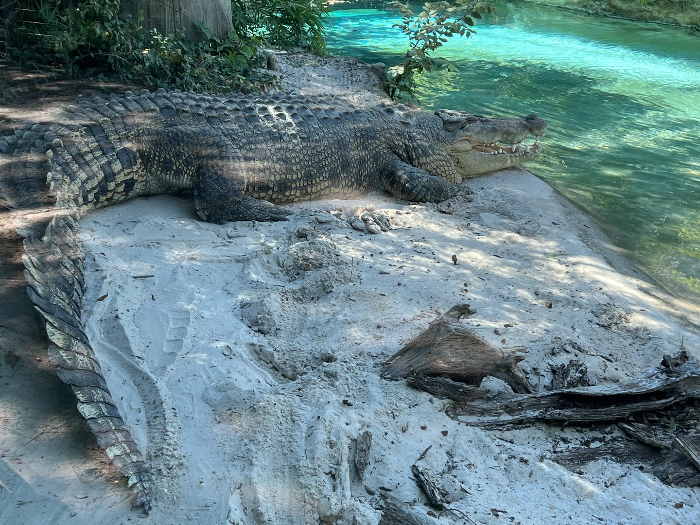 Salty’s Afternoon Nap