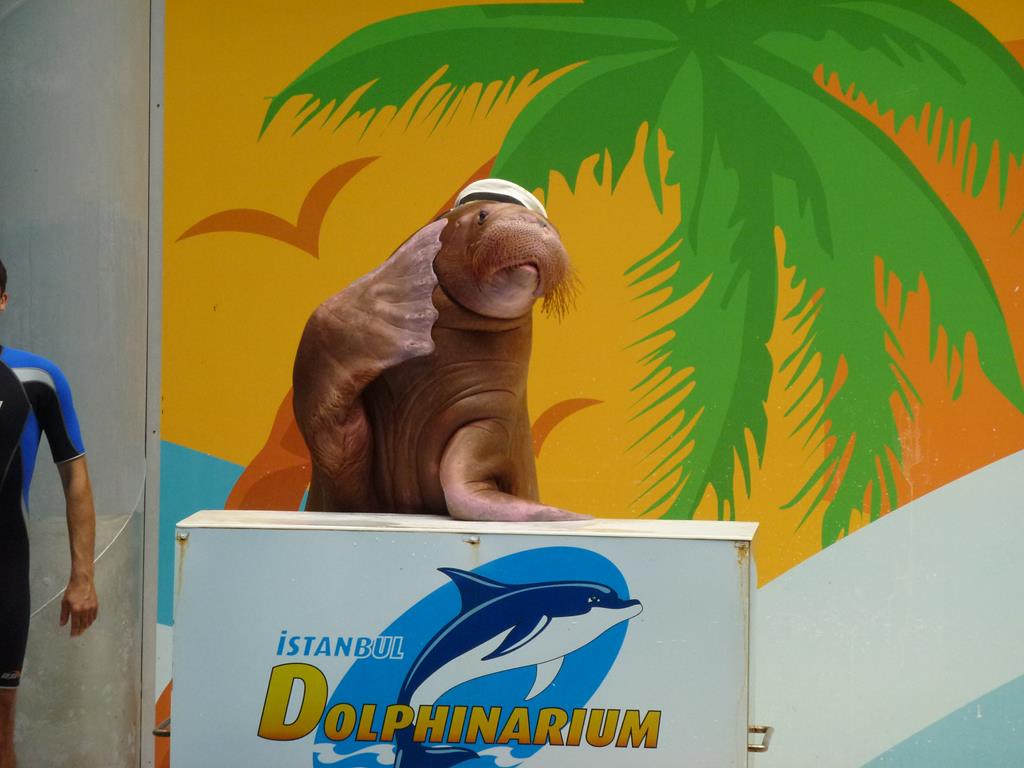 Saluting walrus, June 2013.