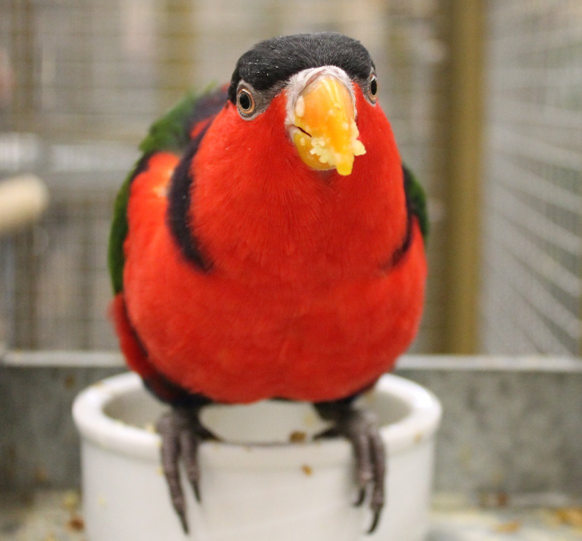 Salvadori's black-capped lory