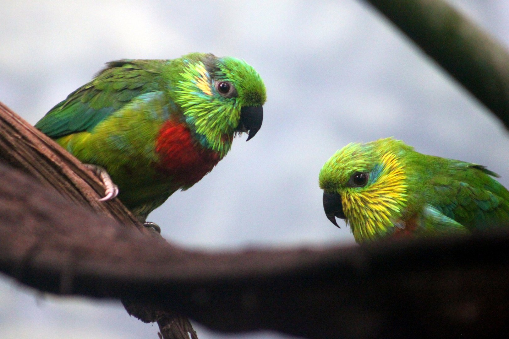 Salvadori's fig-parrot (Psittaculirostris salvadorii)