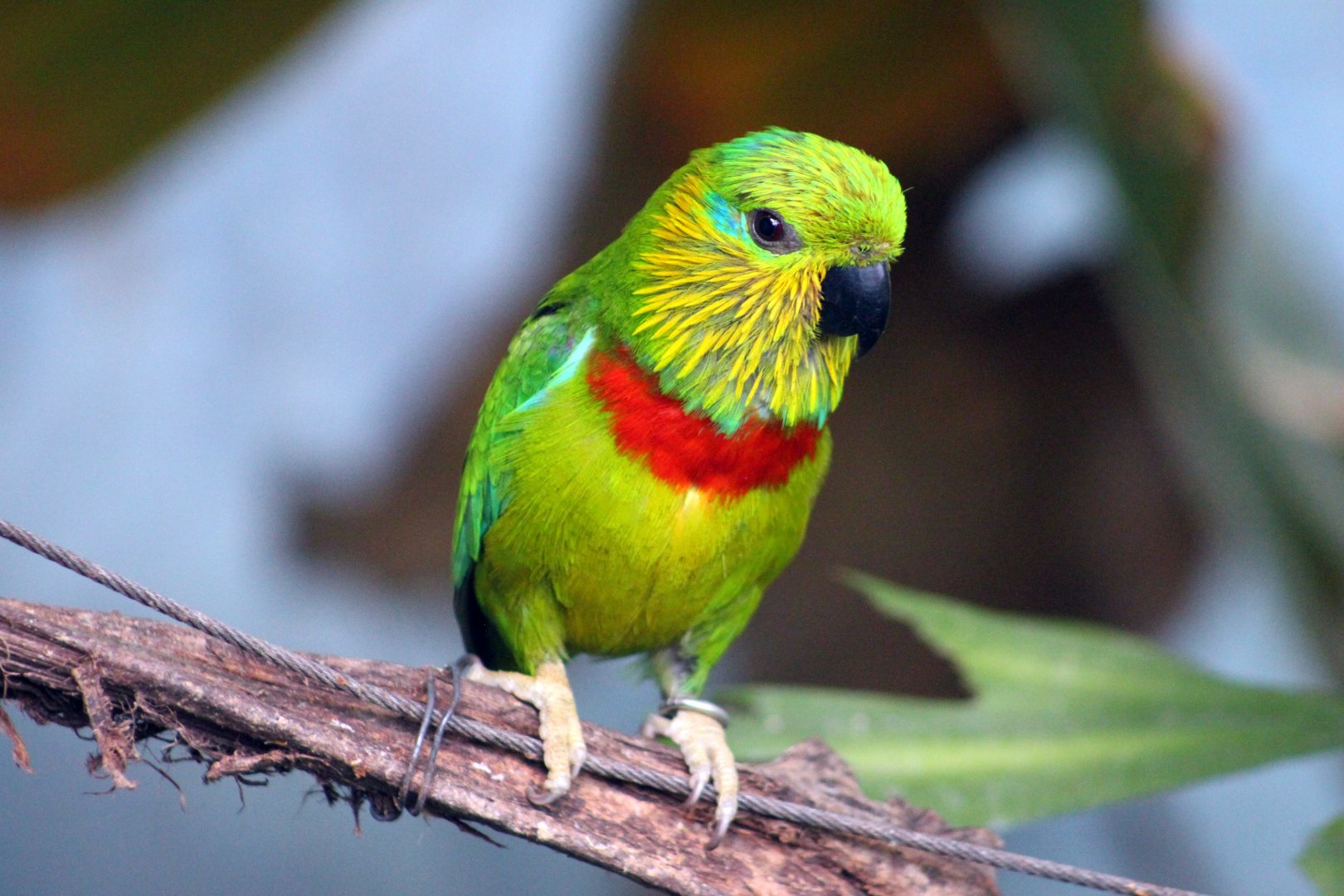 Salvadori's fig-parrot (Psittaculirostris salvadorii)