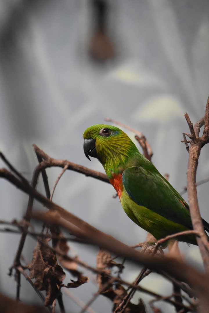 Salvadori's fig parrot, Psittaculirostris salvadorii