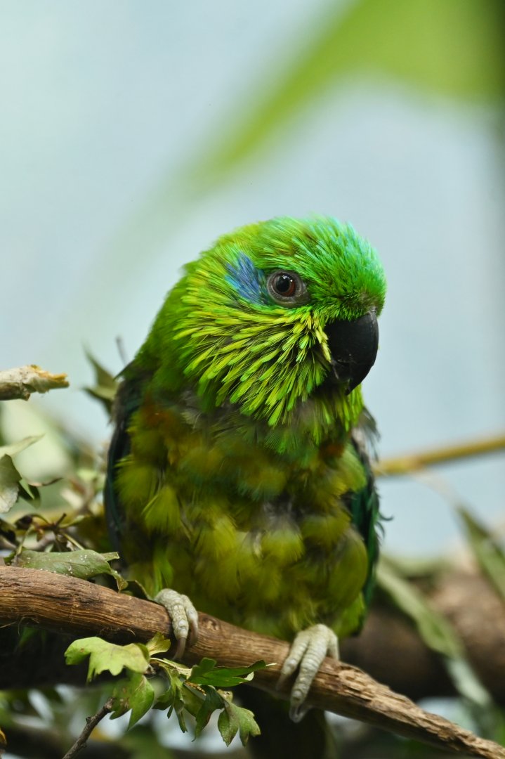 Salvadori's fig parrot Psittaculirostris salvadorii