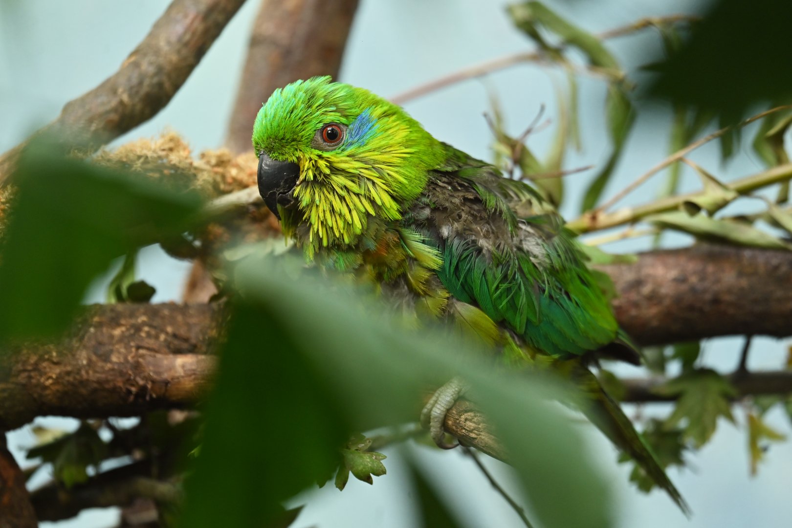 Salvadori's fig parrot Psittaculirostris salvadorii
