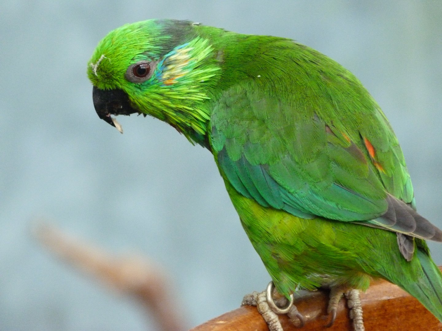 Salvadori's fig parrot -Zoo Praha (2025)