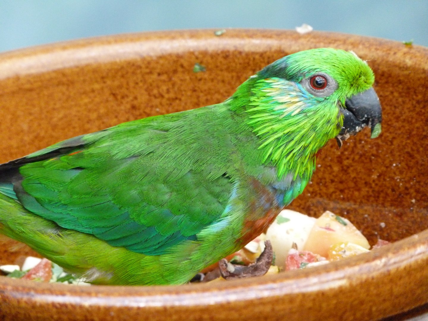 Salvadori's fig parrot -Zoo Praha (2025)