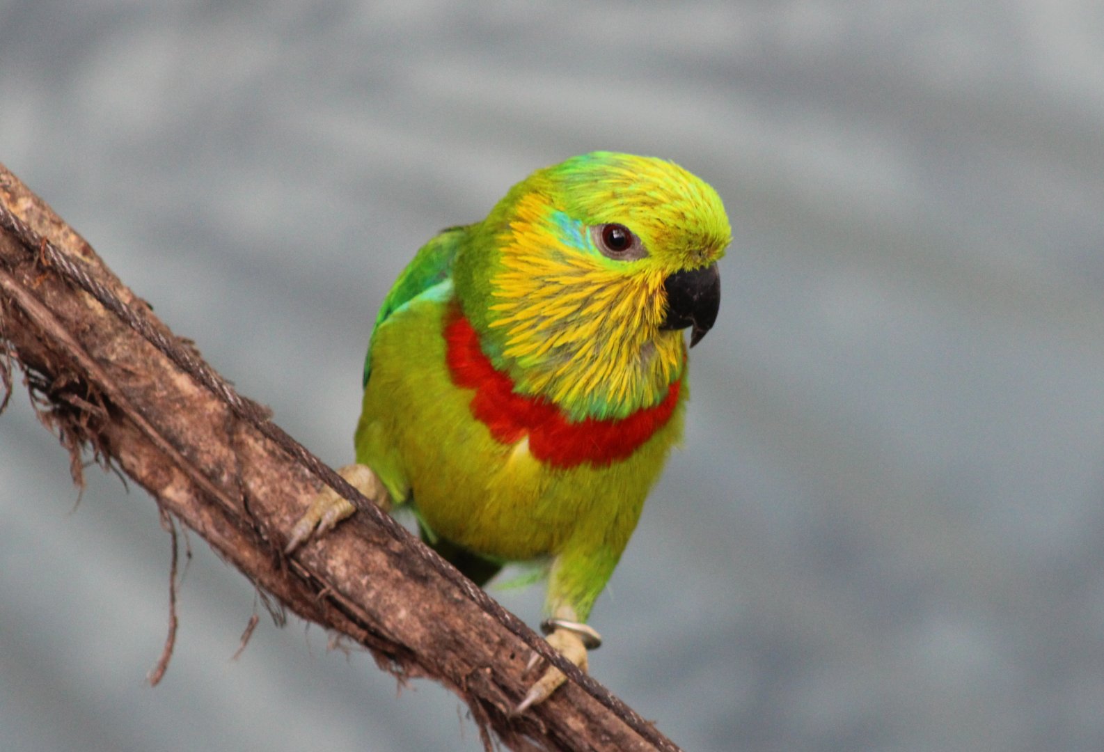 Salvadori's fig-parrot