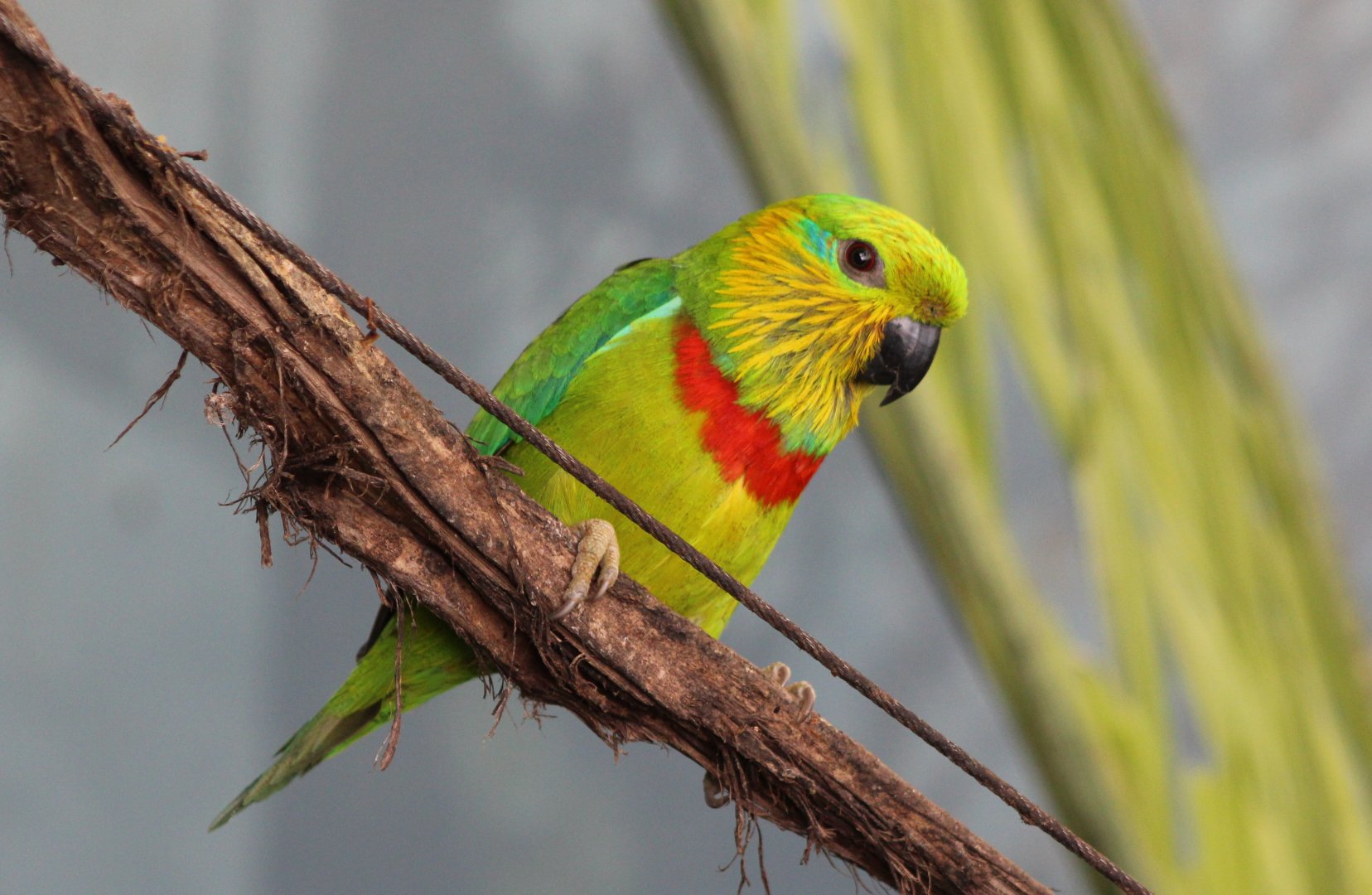 Salvadori's fig-parrot