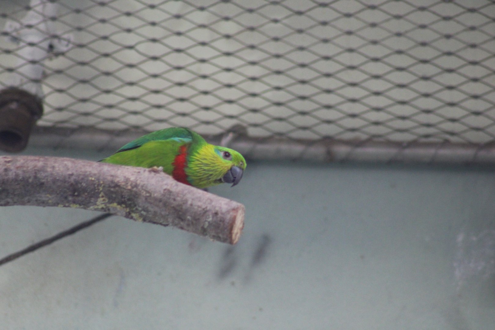 Salvadori's Fig Parrot