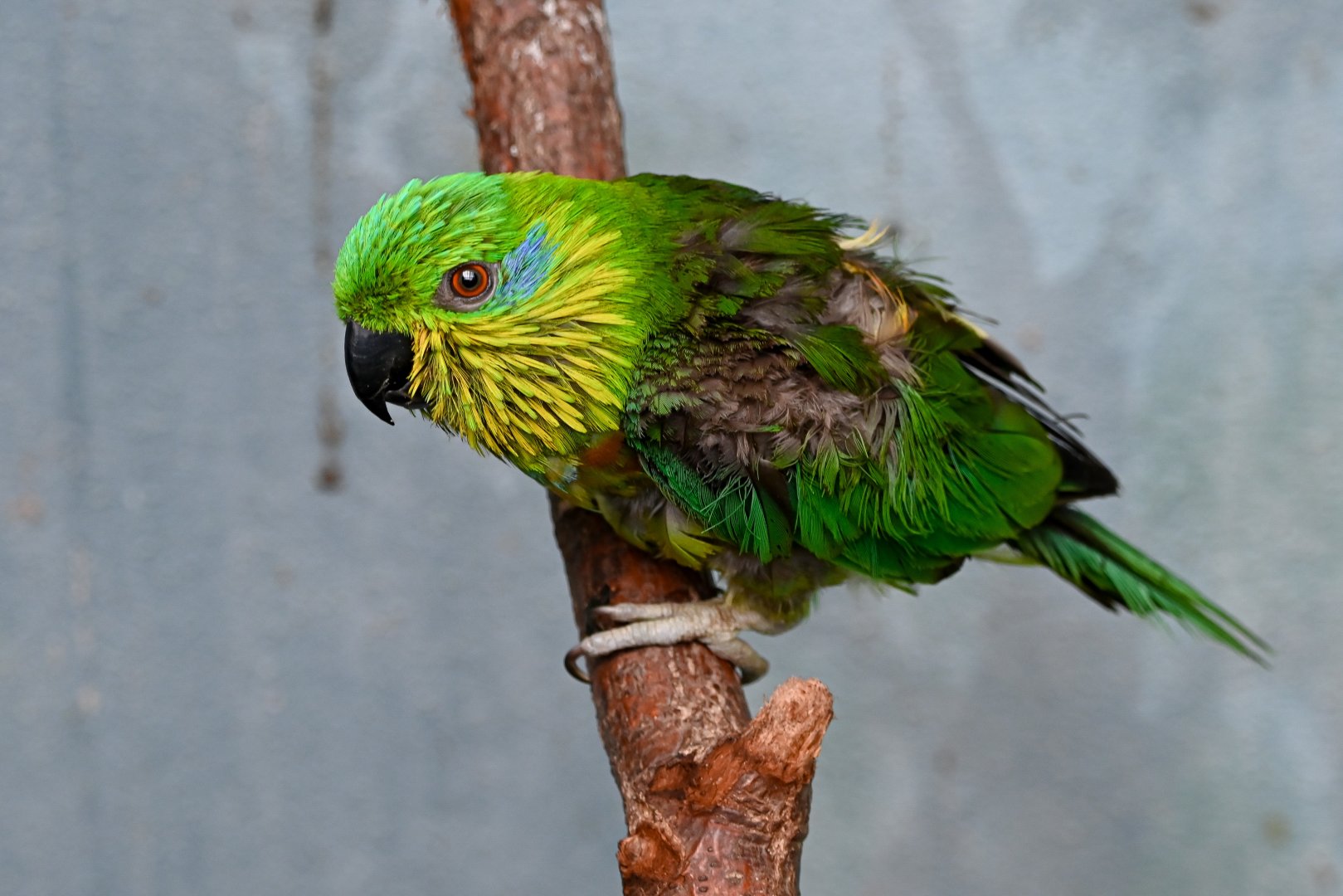 Salvadori's fig parrot