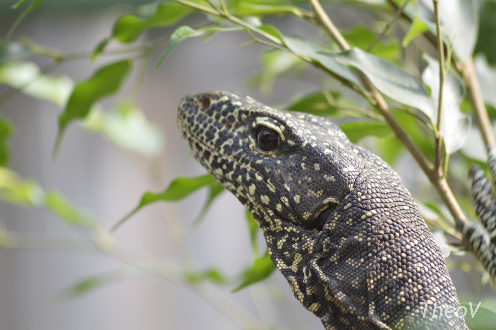 Salvadori's monitor [2018]