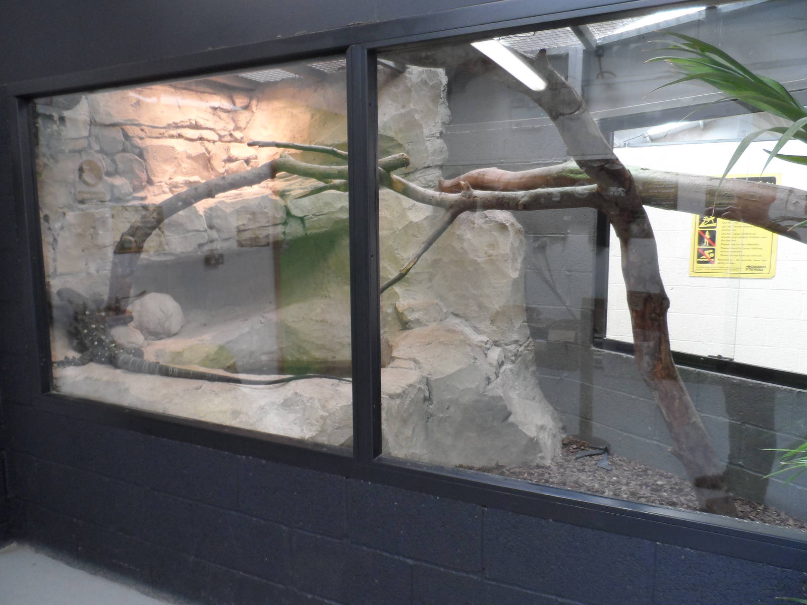 Salvadori's Monitor Exhibit