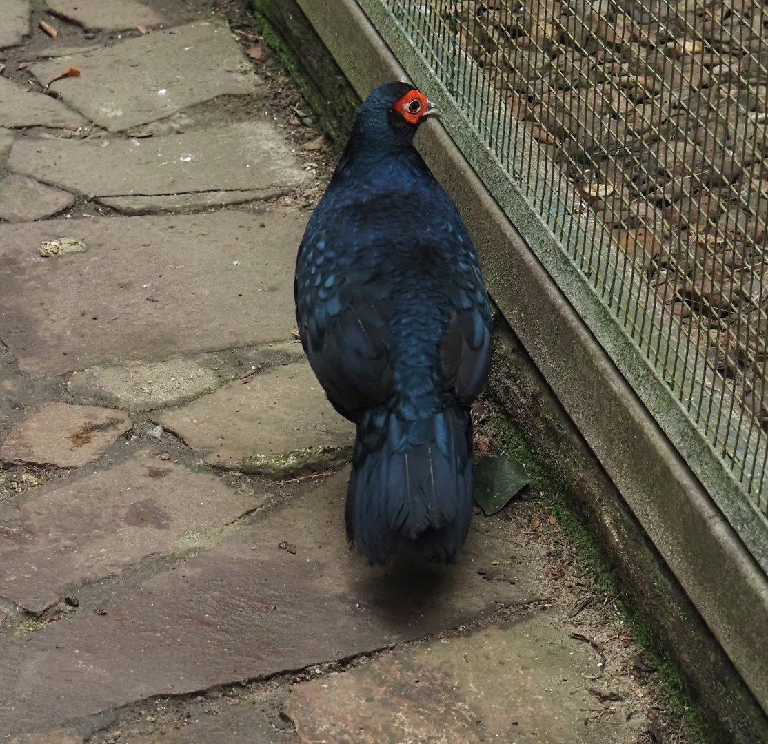 Salvadori's pheasant (Lophura inornata inornata), 2024-05-22