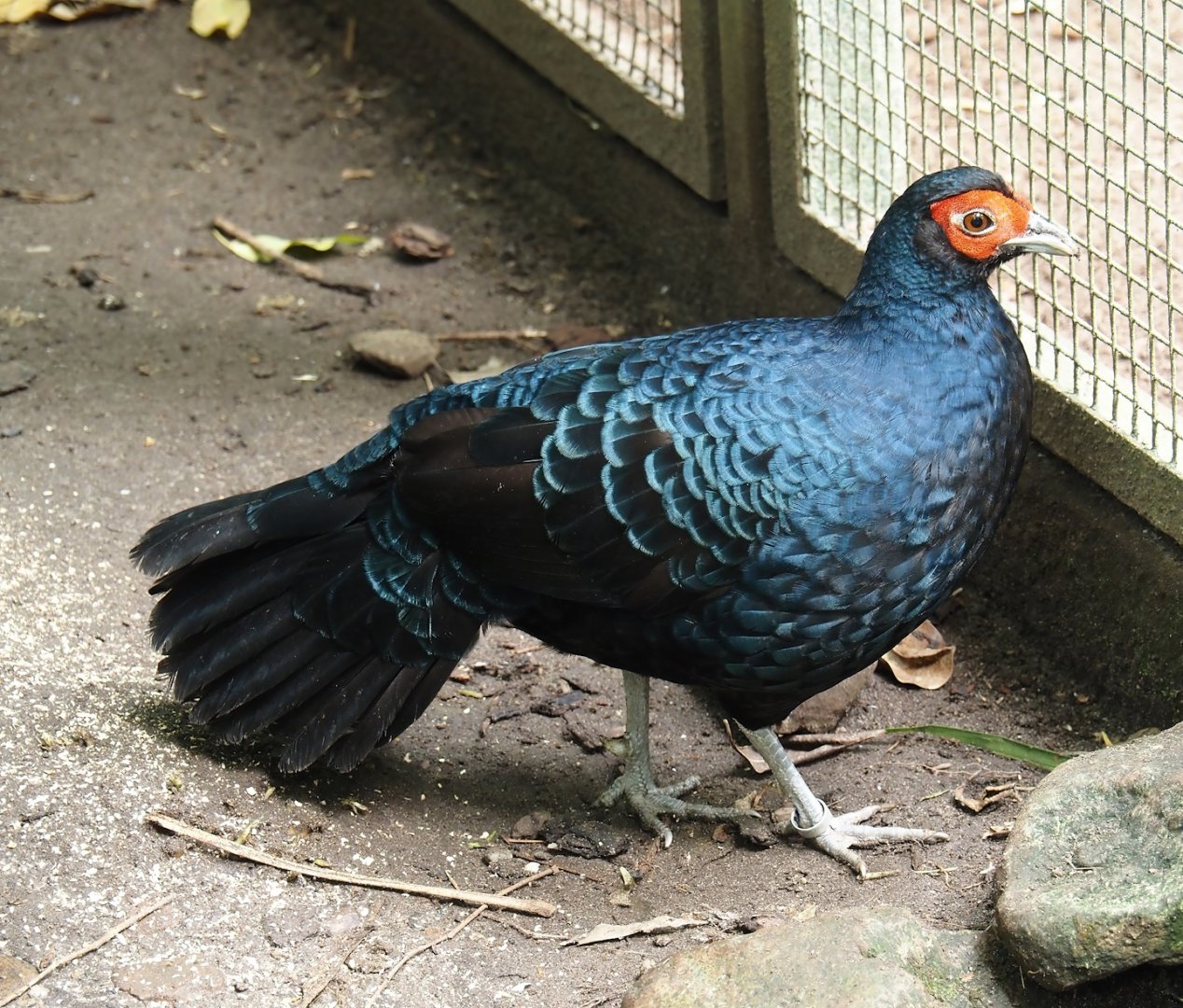 Salvadori's pheasant (Lophura inornata inornata), 2024-05-23