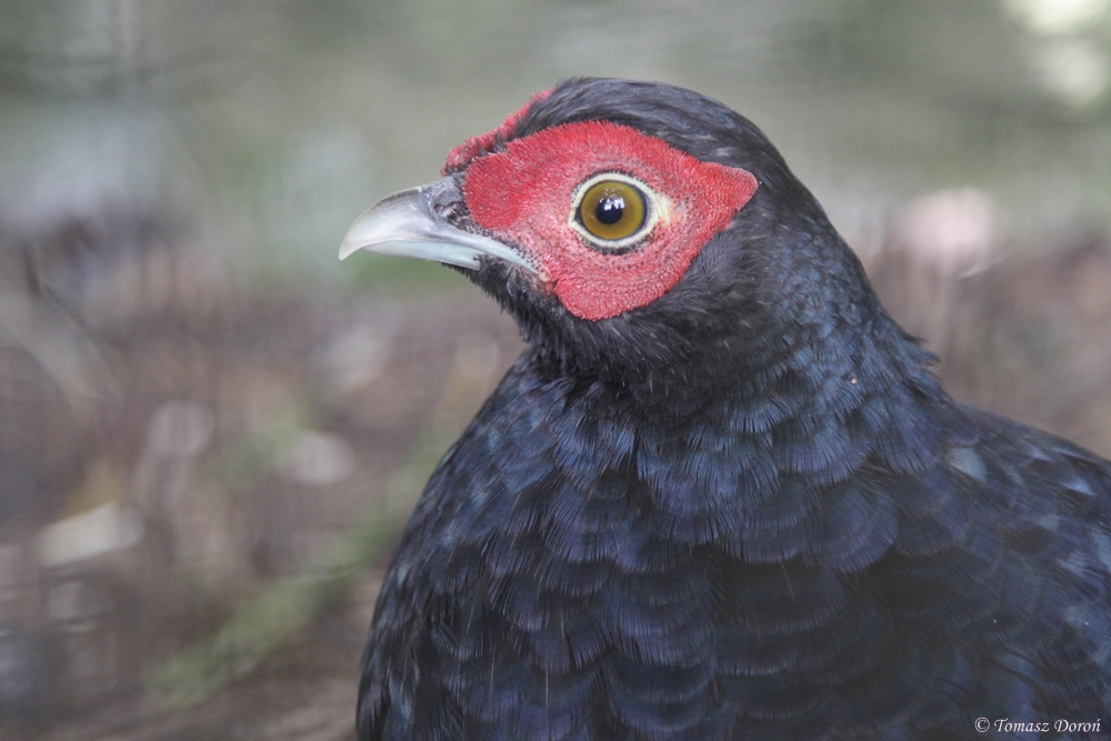 Salvadori's Pheasant (Lophura inornata inornata) male