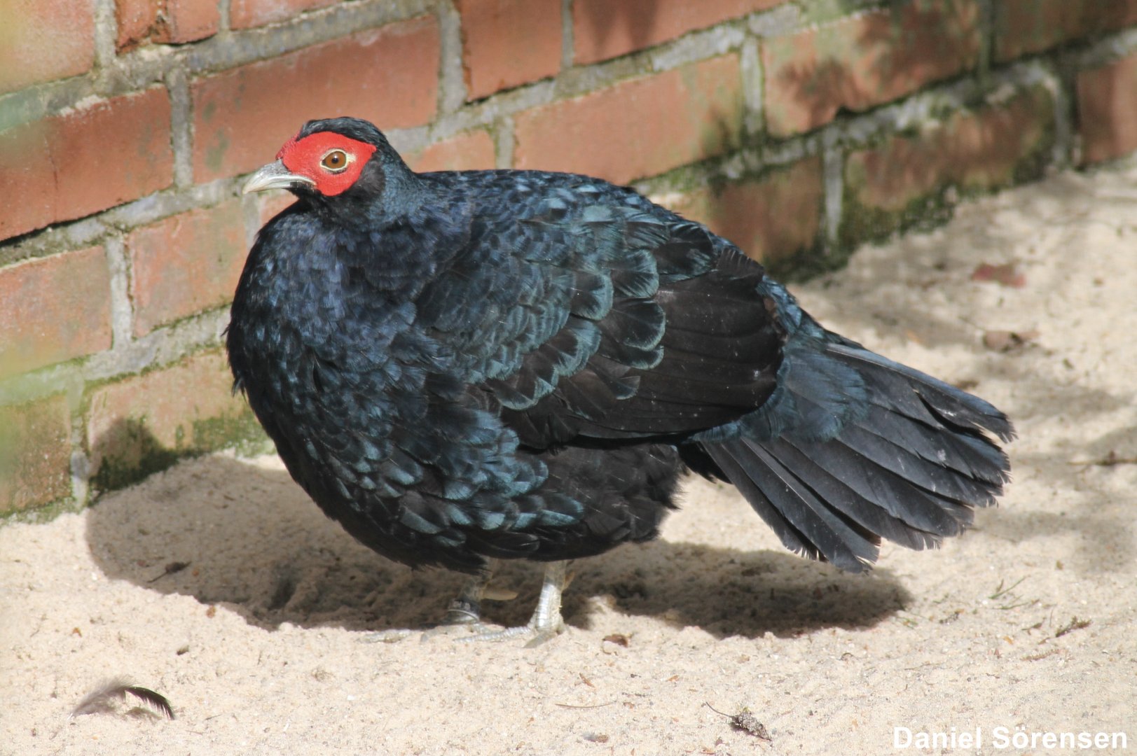 Salvadori's pheasant (Lophura inornata)