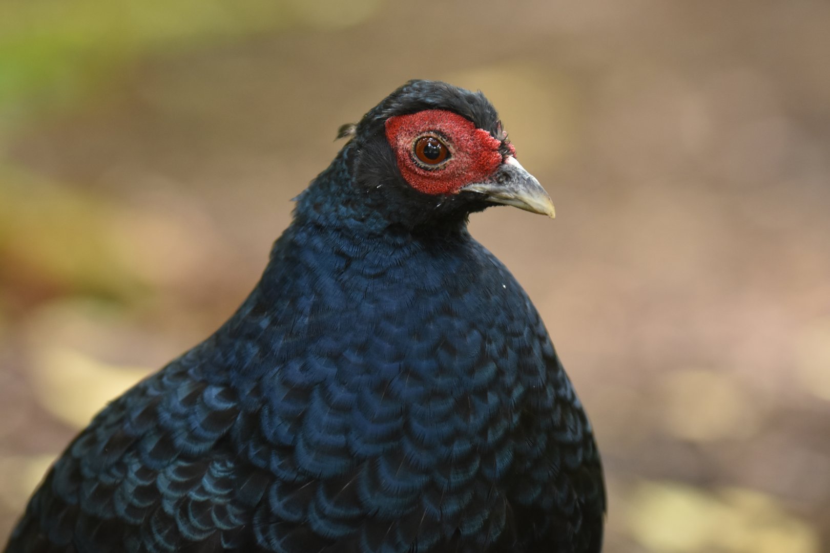 Salvadori's Pheasant Lophura inornata