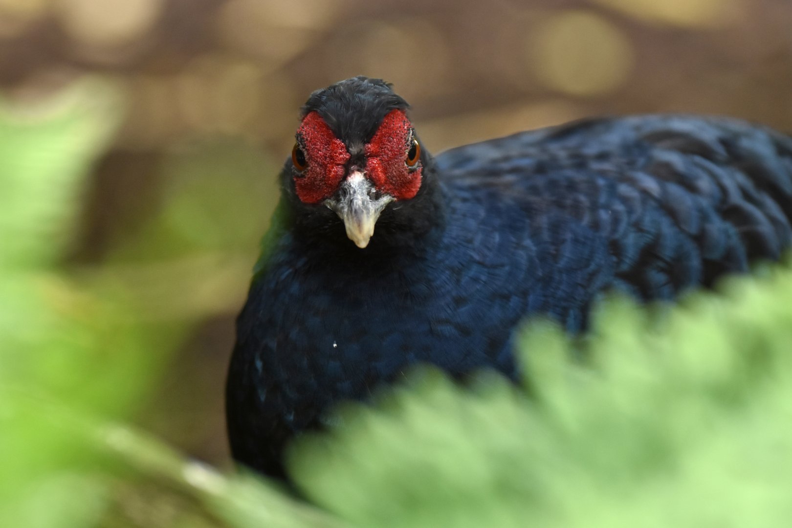 Salvadori's Pheasant Lophura inornata