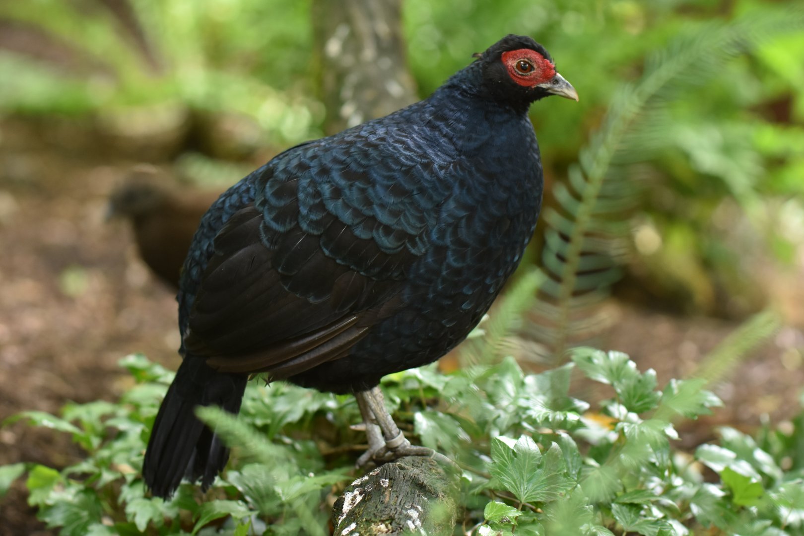 Salvadori's Pheasant Lophura inornata
