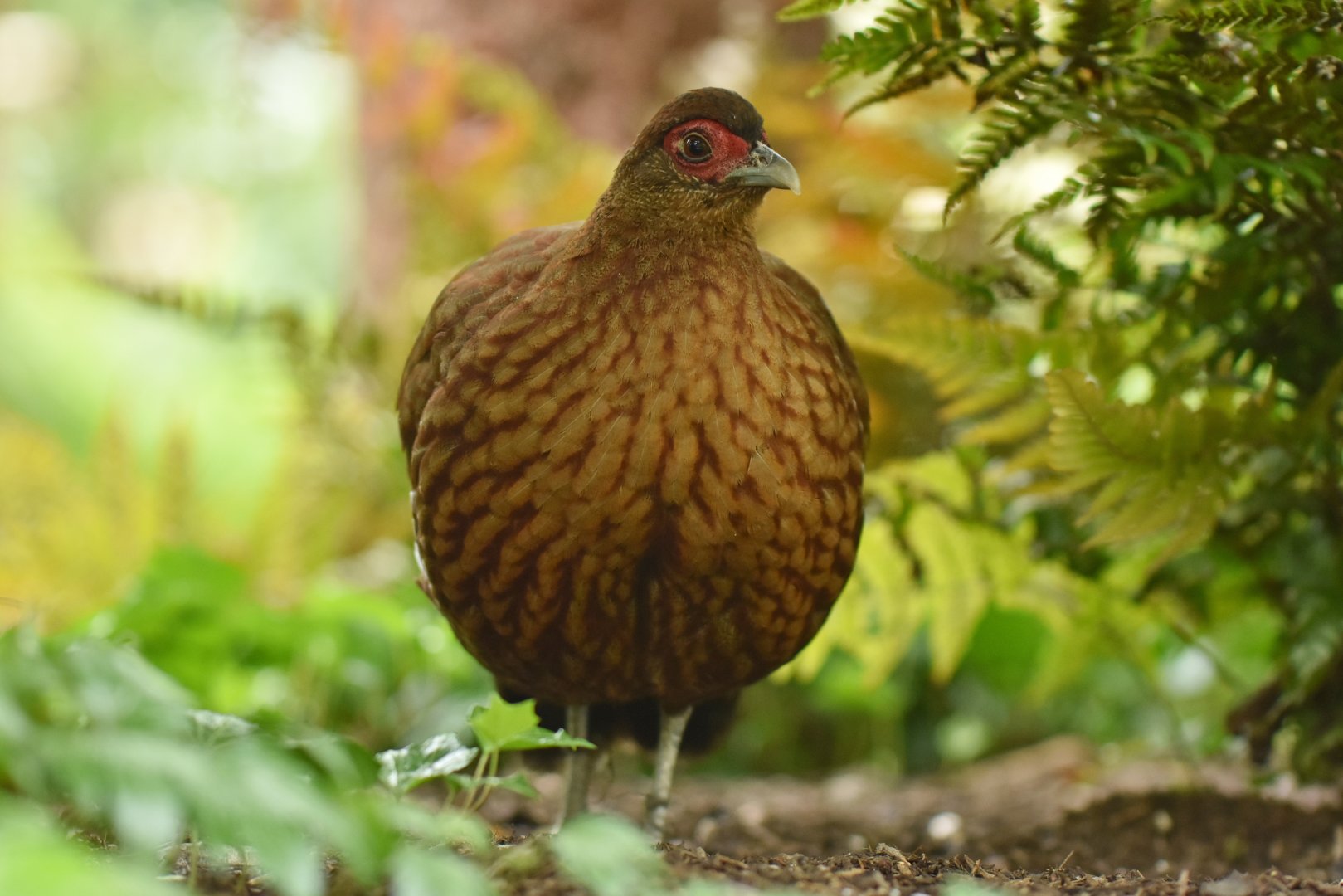 Salvadori's Pheasant Lophura inornata