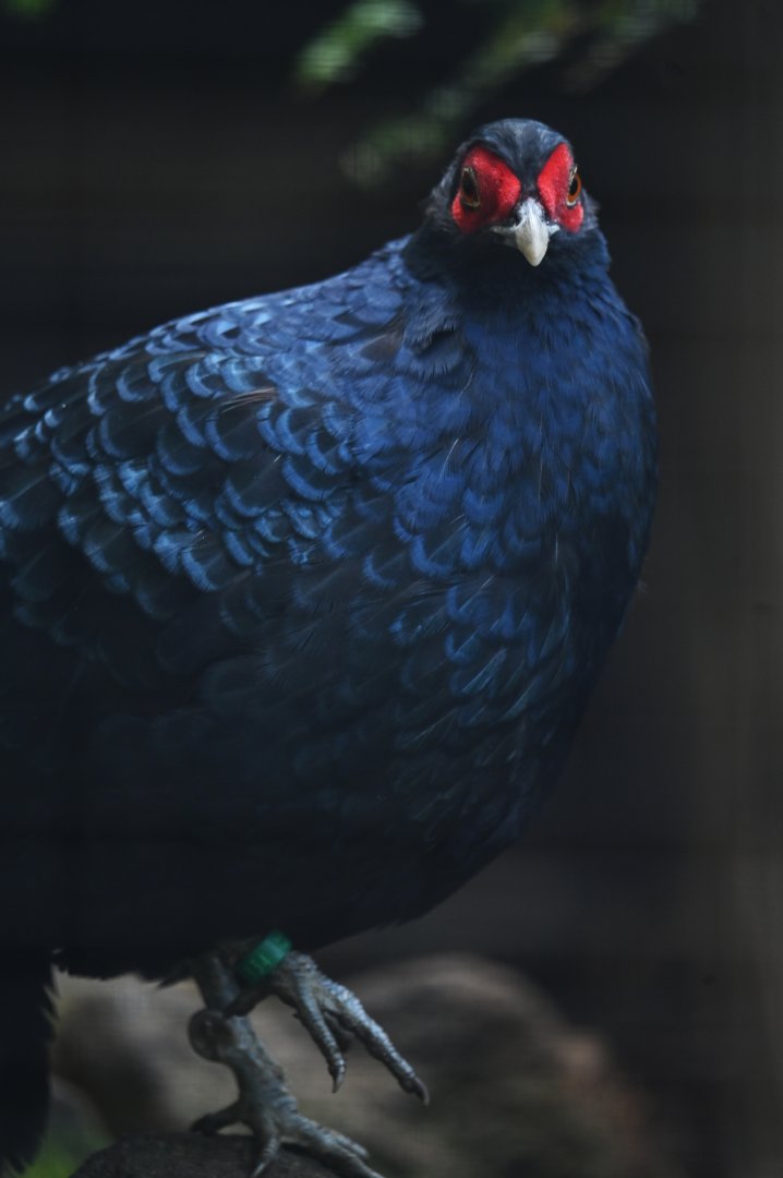 Salvadori's pheasant Lophura inornata