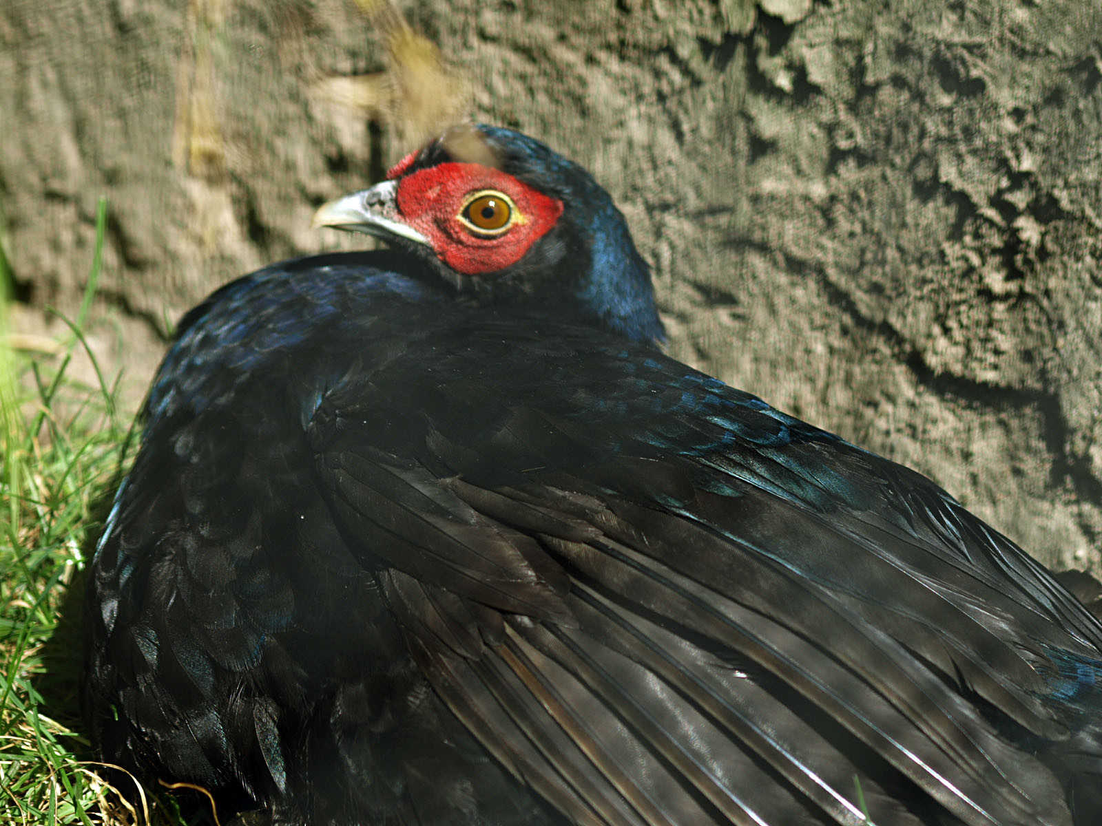 Salvadori's pheasant