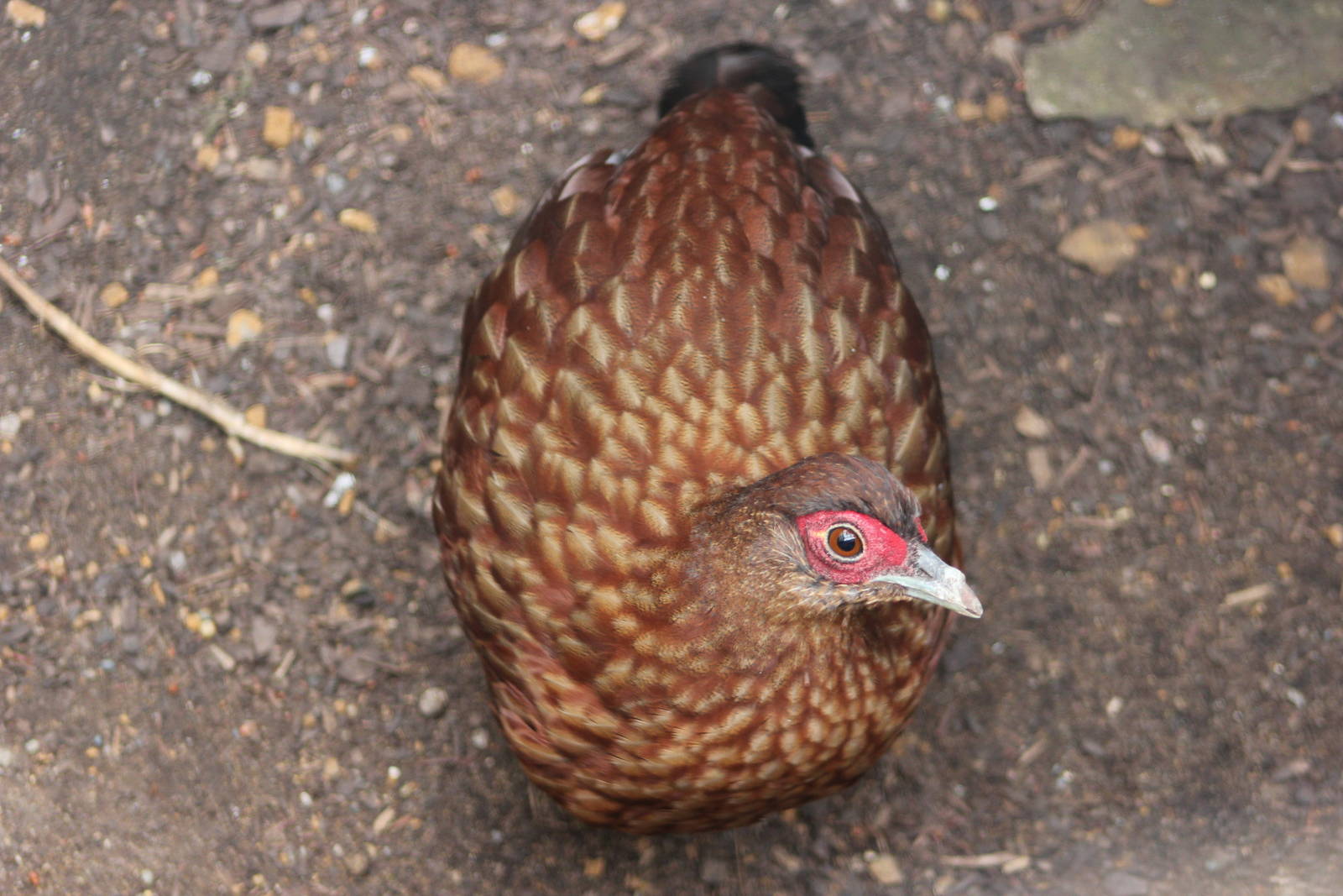 Salvadori's pheasant