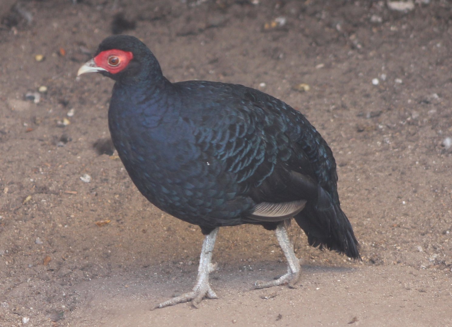 Salvadori's pheasant
