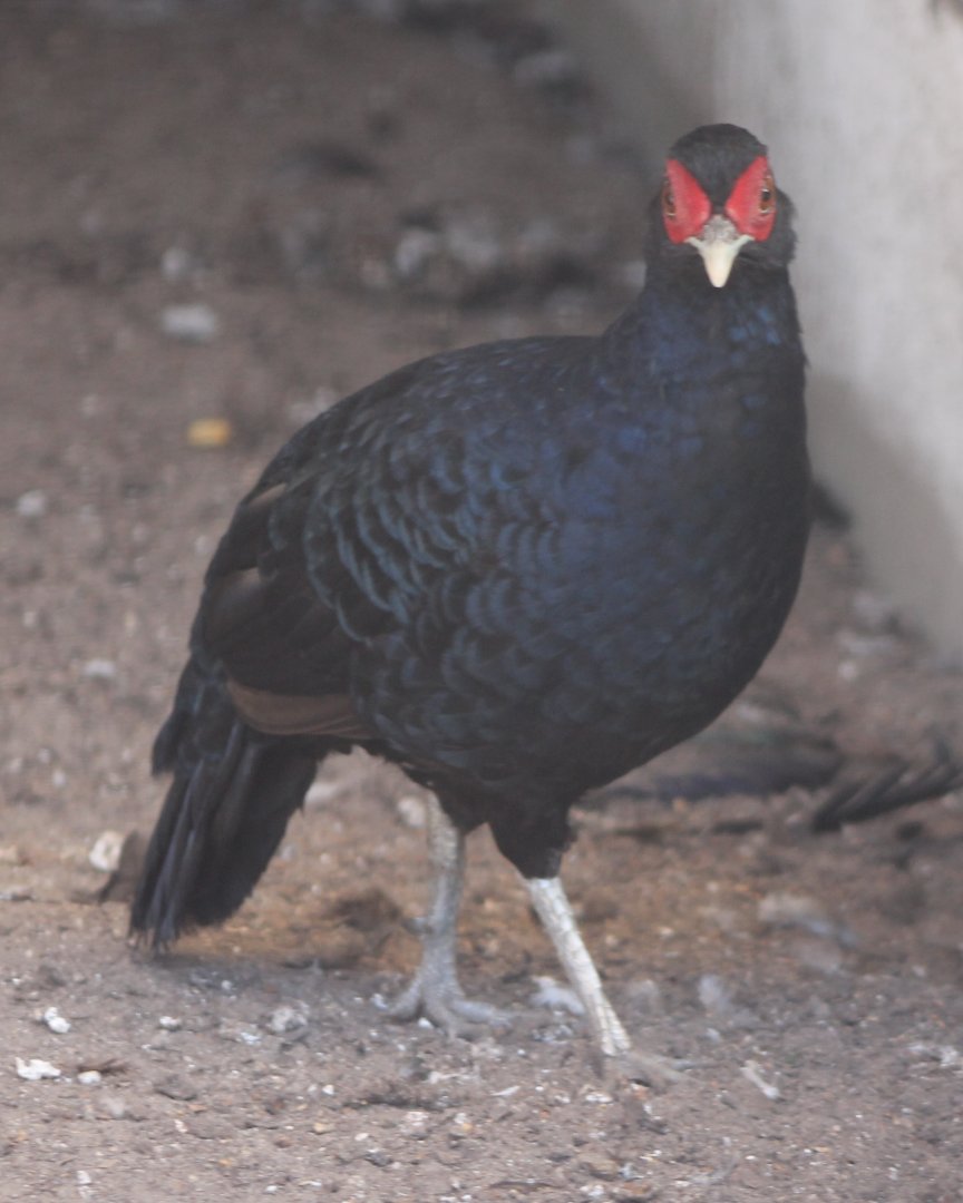 Salvadori's  pheasant